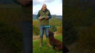 Chocolate Labradors dogs dogtraining labrador [upl. by Arbas]