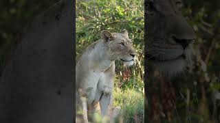 How focused are these lionesses lion wildlife safari [upl. by Aibos755]