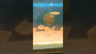 Freshwater Aquarium Fishes viralshort ytshorts sortsfeed [upl. by Adna]