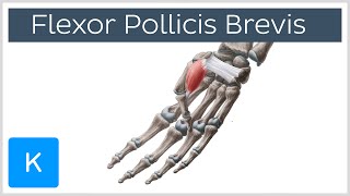 Flexor Pollicis Brevis Muscle  Origins amp Function  Human Anatomy  Kenhub [upl. by Nyrrat]