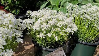 Iberis Snowsation Candytuft  SWEET Early and EASY Low Growing Carpets of Perennial COLOR [upl. by Bertasi]