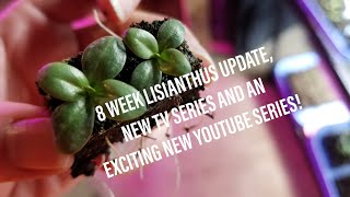 8 Week Lisianthus Update  New YouTube Series  New TV Feature [upl. by Aicel]