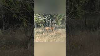 Tiger Attack and Kill Deer  Bandhavgarh  Bandhavgarh national park [upl. by Lochner]