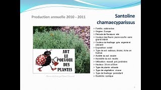 Santoline chamaecyparissus plante vivace [upl. by Willcox213]