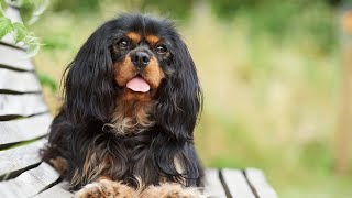 How to Groom Your Cavalier King Charles Spaniel s Coat During Shedding Season with a Deshedding Tool [upl. by Binette1]