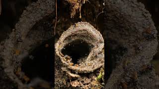 Stingless Bees learn stinglessbees bees costarica education [upl. by Yerffoj25]