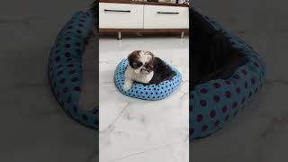 Part1 🐶Juno ki frustration anta… 😆🤣 [upl. by Aicital]