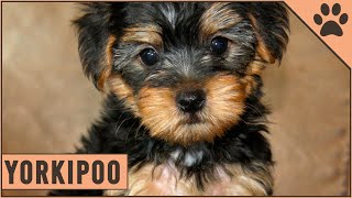 Yorkipoo  Yorkshire  Toy Poodle Mix [upl. by Alekim]