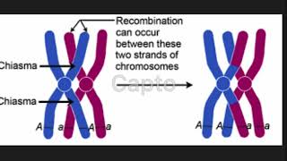 Chiasmata and Genetic Crossover BIOS 041 [upl. by Rehpotsirhk]