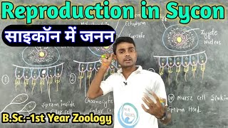 Reproduction in Sycon  BSc1st year  Zoology  by Prahalad Sir [upl. by Anair893]