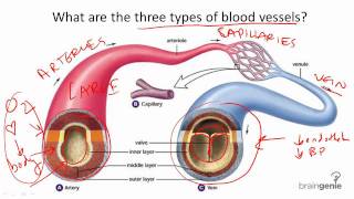 872 Blood Vessel Structure and Function [upl. by Eiten]