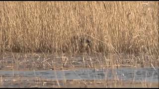 Bittern Booming  Hickling Broad [upl. by Areyk]