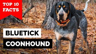 Bluetick Coonhound  Top 10 Facts [upl. by Leroy]