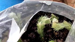 Growing Albany WoollyBush from cuttings [upl. by Farlay]