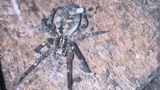 False Wolf Spider spinning its web [upl. by Melodie]