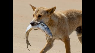 Fraser Island Dingos [upl. by Enyaw]