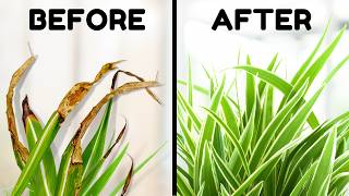 10 Tips To Stop Brown Tips On Your Spider Plant [upl. by Nhguavahs]