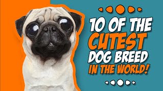 10 of the cutest dog breeds in the world [upl. by Schenck]