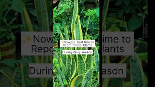 Mother in laws tongue Snake Plant [upl. by Brodench]