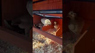 Roosting chickens homesteading [upl. by Aleck]