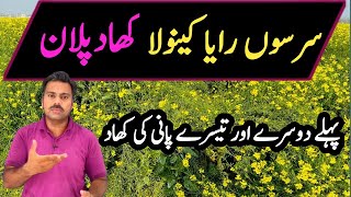 Fertilizer plan for mustard crop  Abid Ali Agrarian [upl. by Teddman308]