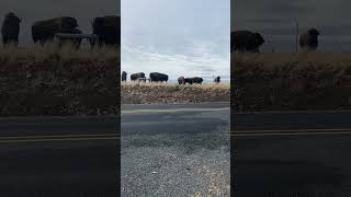 Bison come to visit the flower farm bison 🦬 buffalo pnw wildlife americanbison buffaloed [upl. by Erminna]