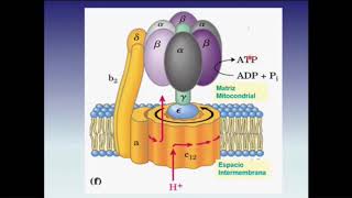 Síntesis de ATP Cadena Respiratoria  Fosforilación Oxidativa Parte 2 [upl. by Senilec]