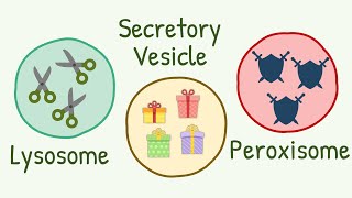 Lysosomes Peroxisomes amp Secretory Vesicles  Brothors from Same Mother [upl. by Millman]