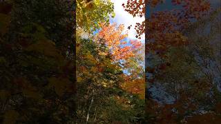 Ontario Autumn Leaves [upl. by Derry]