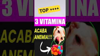 3 VITAMINAS ❌acabar anemia cachorro pitbull goldenretriever labrador shihtzu bordercollie [upl. by Nnaaihtnyc]