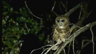 Spotted Owl [upl. by Tedric]