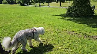 Dog aggression and reactivity Old English Sheepdog 17 months [upl. by Adlev]