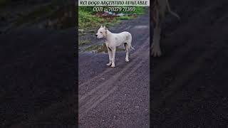 Kci registered dogo argentino available  con  70279 71360 [upl. by Lightfoot]