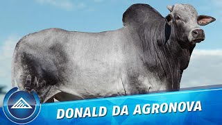 Donald da Agronova [upl. by Lebatsirhc147]