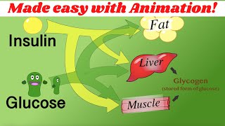 Insulin glucagon amp glycogen regulation Made simple with animation [upl. by Id]