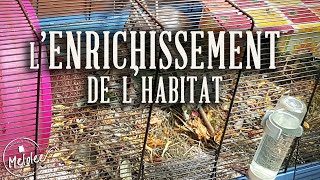 LENRICHISSEMENT de lhabitat du HAMSTER [upl. by Concoff640]