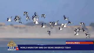 World Migratory Bird Day is being observed today [upl. by Valentine]