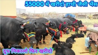 📞8863916824 हमारे यहां पर सभी प्रकार की गाय भैंस मिलती हैं Aravali dairy farm [upl. by Syman356]