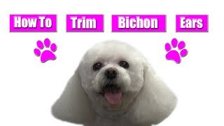 How To Trim Bichon Ears [upl. by Eart]