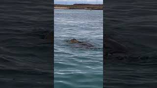 TurtleTuesday  Video of Green Sea Turtles mating by our Guests on their Quasar Galapagos Cruise 🐢 [upl. by Ocirne]