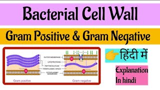 Bacterial Cell Wall Microbiology In Hindi  Gram Positive amp Gram Negative Cell Wall [upl. by Pik]