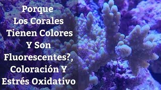 🔵 Coloración En Corales De Acuario Marino Y Estrés Oxidativo En Corales De Acuario Marino AcuariosMB [upl. by Guinevere915]