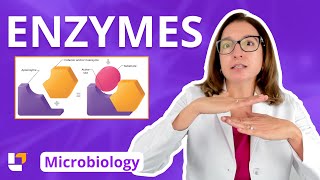 Enzymes  Metabolism Microbiology for Nursing School amp Health Fields  LevelUpRN [upl. by Enilec]