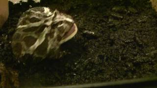 Ornate Pac Man Frog GETTING ANGRY [upl. by Fayola]