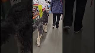 Off Leash Dog Working At Home Depot [upl. by Qulllon]