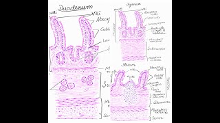 Duodenum jejunum and Ileum histology diagrams [upl. by Ahsenyl109]