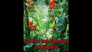 Semer les tomates en godets  Les 4 Saisons du jardin bio [upl. by Dorise]