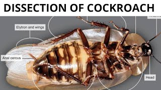 Dissection of cockroach performed by students  class 11th biology  Must Watch 🧐 [upl. by Ayvid]