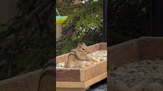 Chippy takes every opportunity to gather 🥜 naturelovers chipmunk [upl. by Paik]