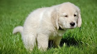 How To Potty Train A Puppy in 7 Easy Steps [upl. by Huxham]